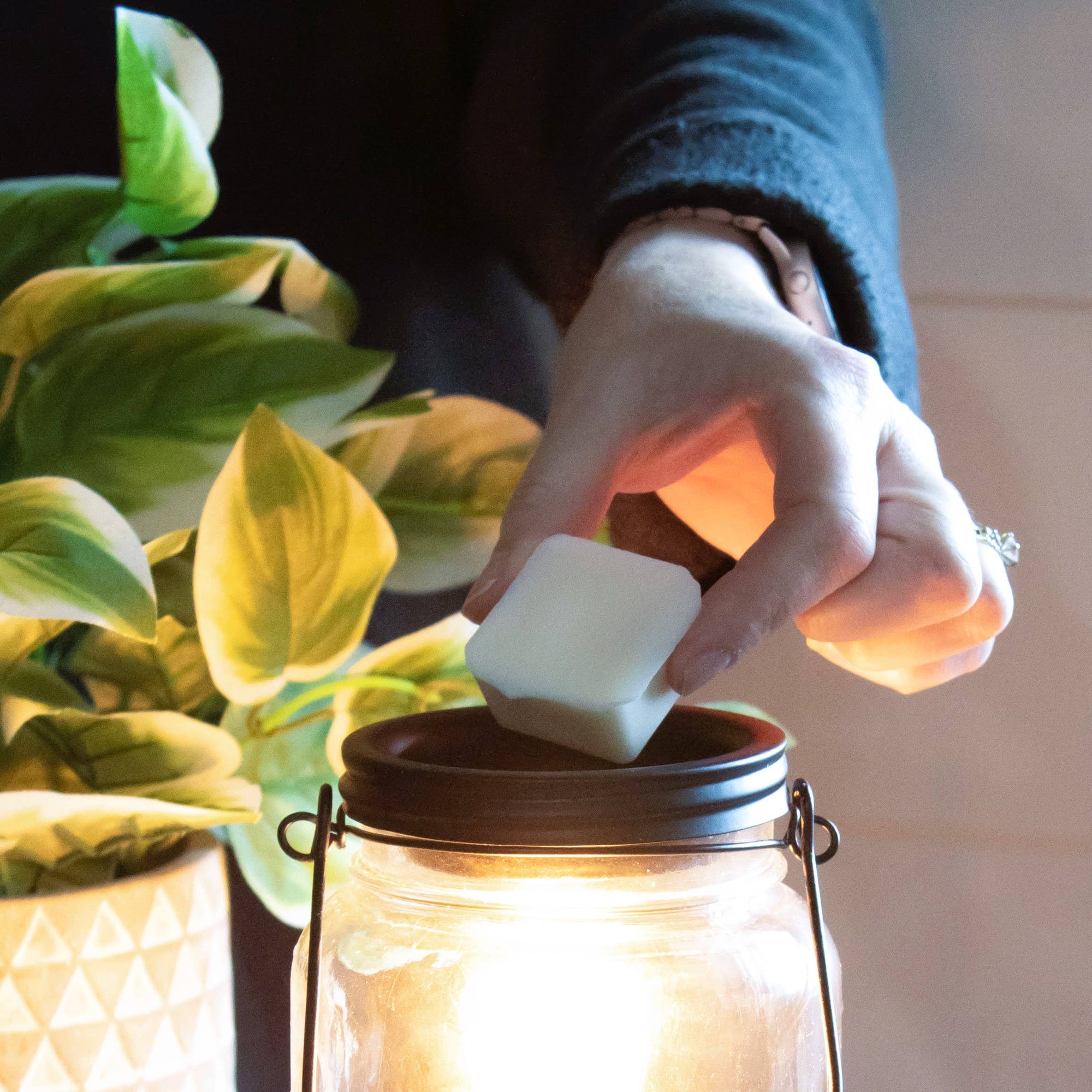 5.5 oz Wax Melts: Plums & Elderberry